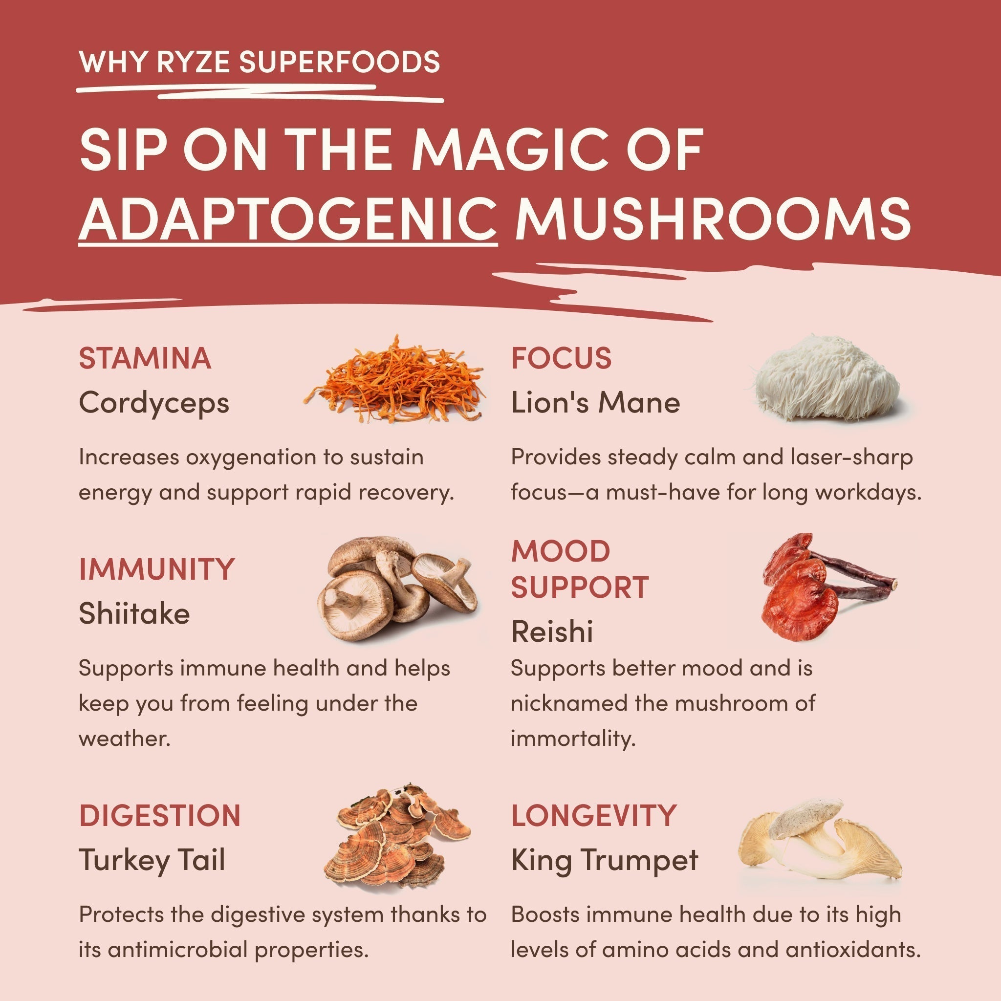 Mushroom Chai (1 Pack - 20 Servings)